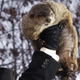 Image for article titled Punxsutawney Phil Beheaded For Inaccurate Prediction On Annual Groundhog Slaughtering Day